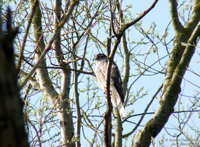 Eurasian Sparrowhawk