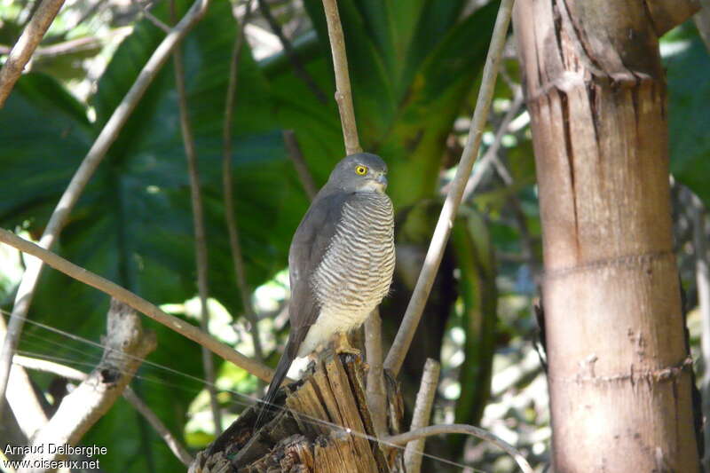 Frances's Sparrowhawk male adult