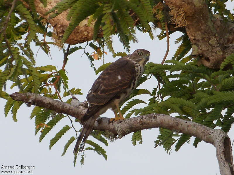 Épervier shikrajuvénile, identification