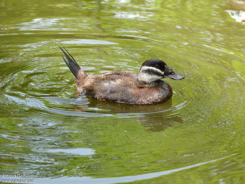 White-headed Duck female adult, identification