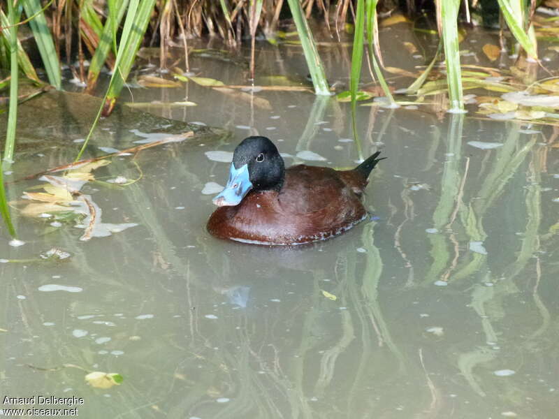 Maccoa Duck male adult