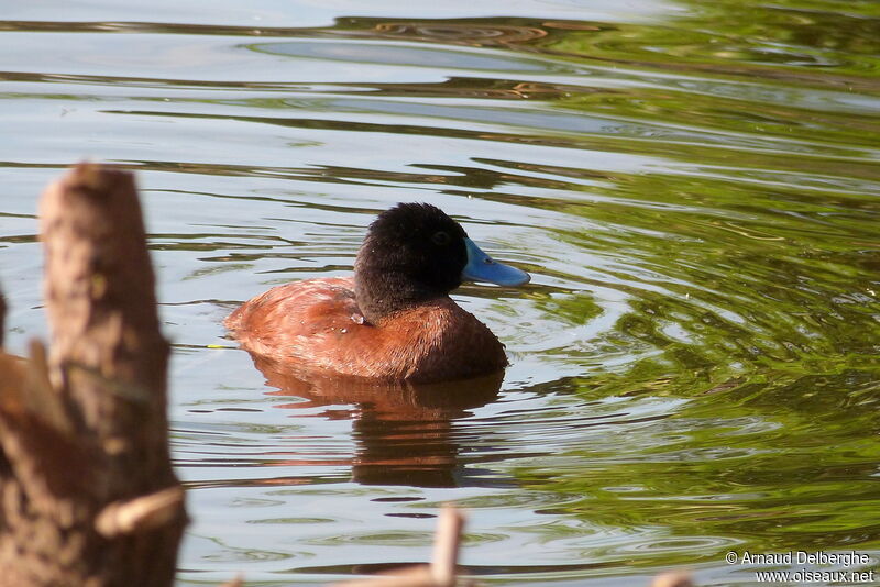 Lake Duck