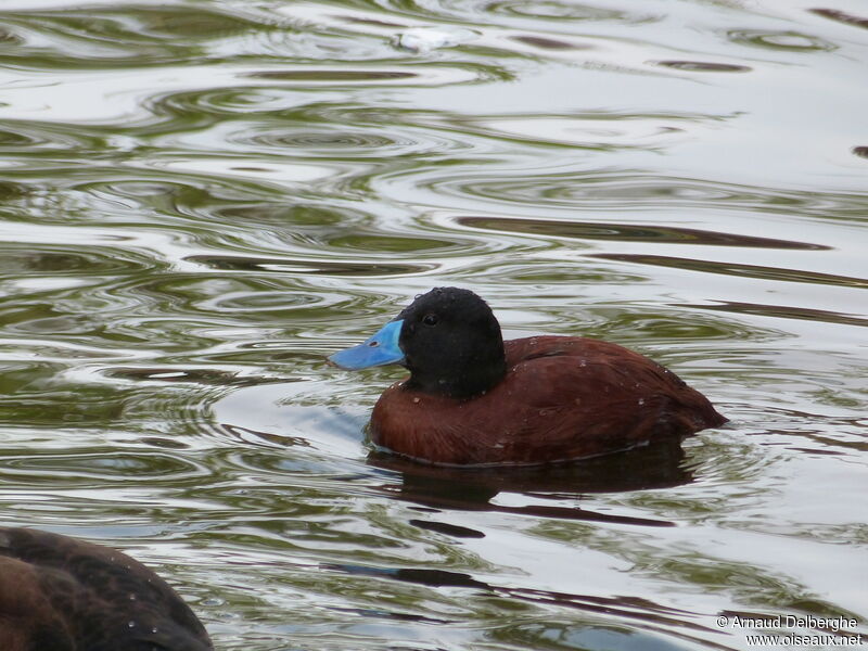 Lake Duck