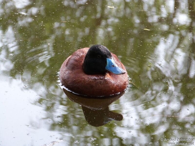 Lake Duck