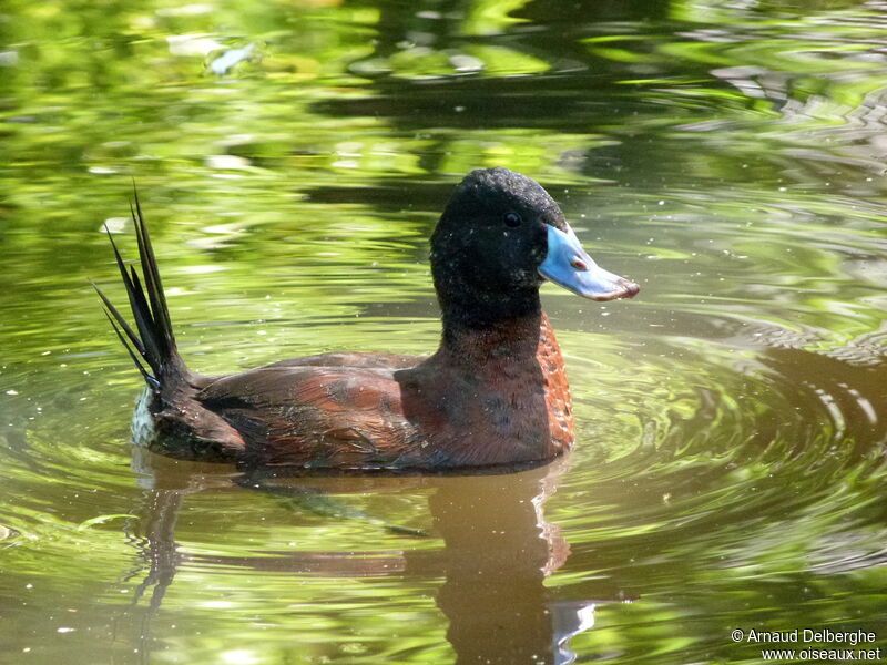 Lake Duck