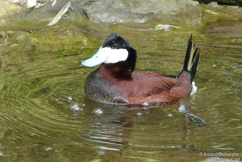 Érismature rousse