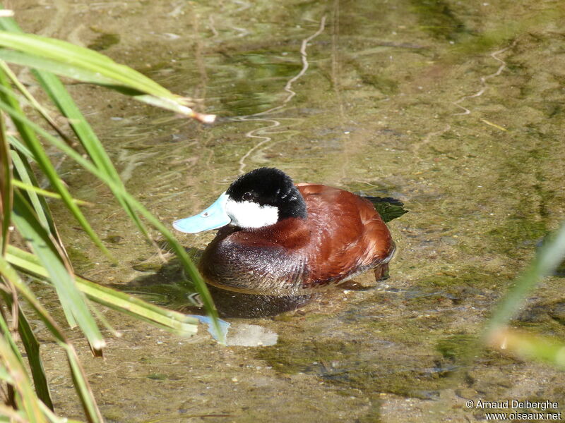 Ruddy Duck