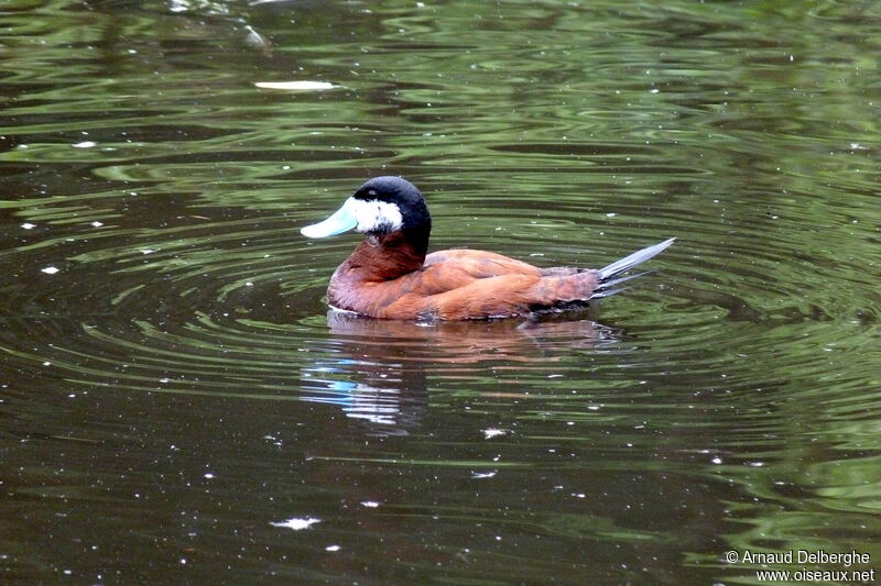 Érismature rousse