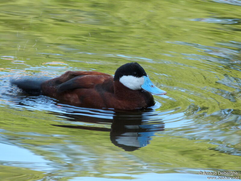 Ruddy Duck