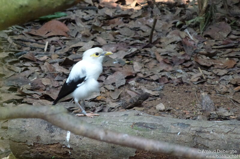 Black-winged Myna