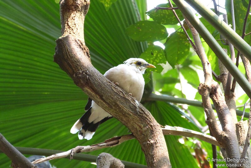 Black-winged Myna