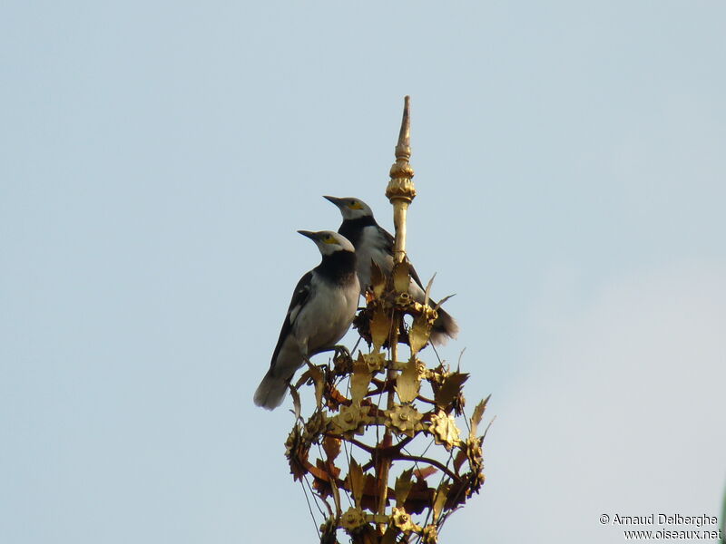 Black-collared Starling