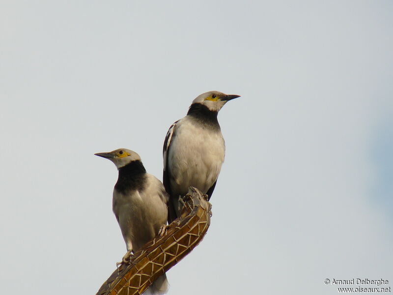 Black-collared Starling