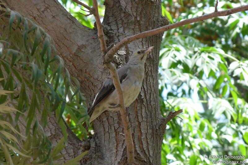 Wattled Starling