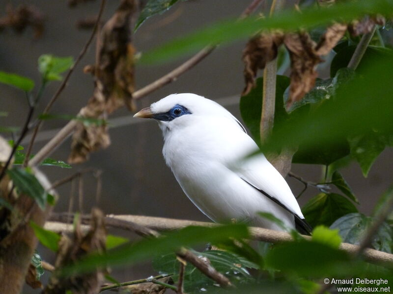 Bali Myna