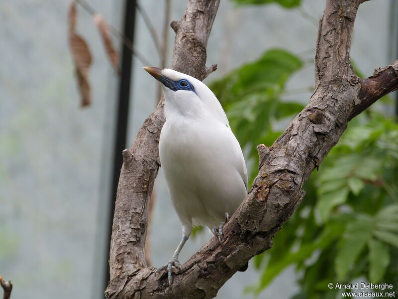 Bali Myna