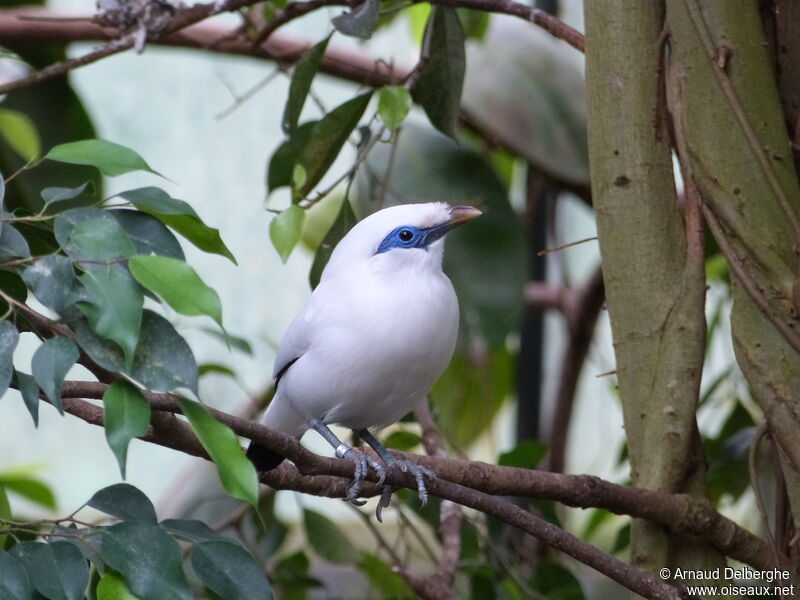 Bali Myna