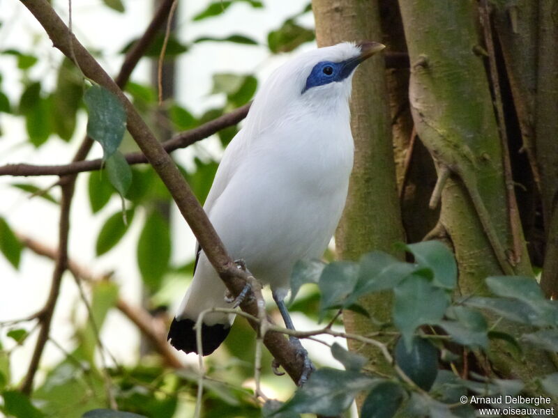 Bali Myna