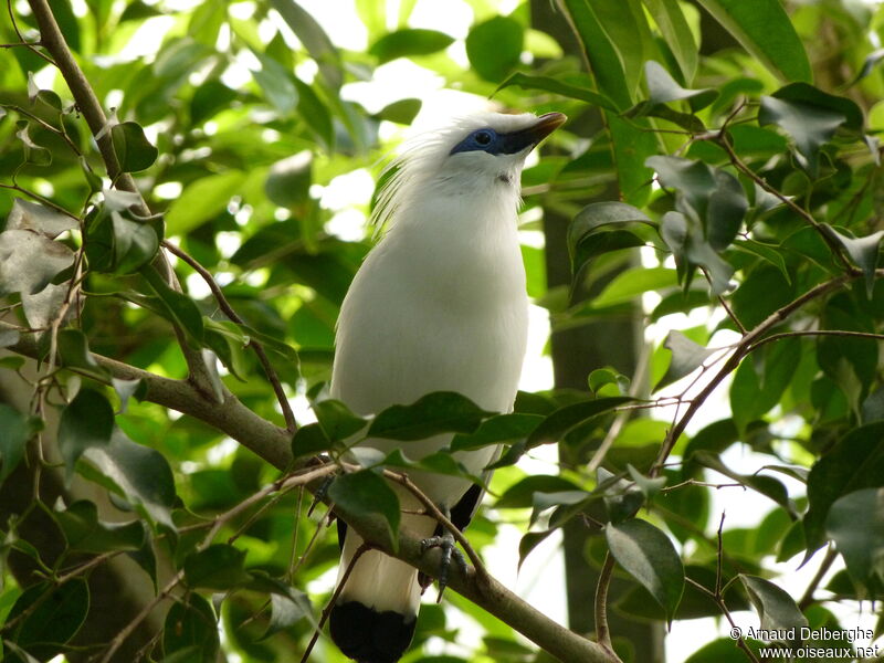 Bali Myna