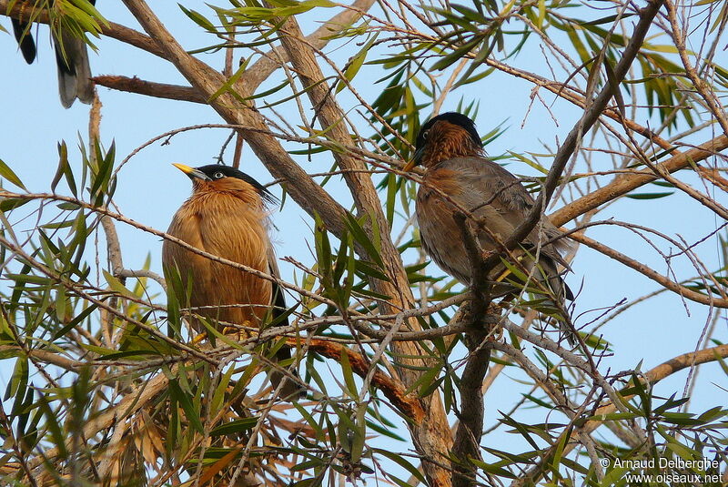 Brahminy Starling