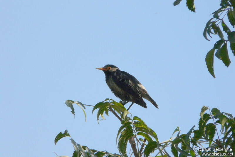 Indian Pied Myna