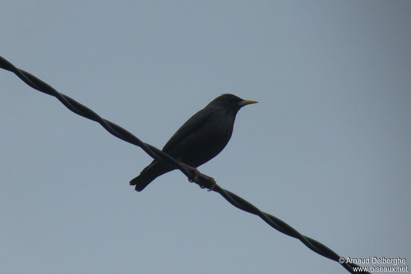 Spotless Starling