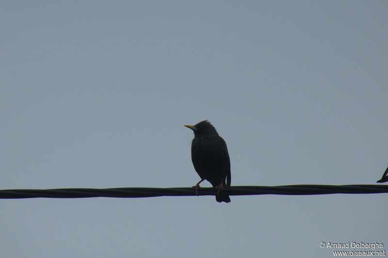 Spotless Starling