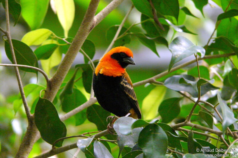 Black-winged Red Bishop