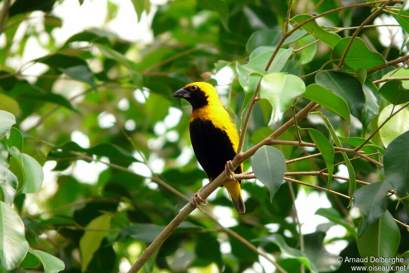 Yellow-crowned Bishop