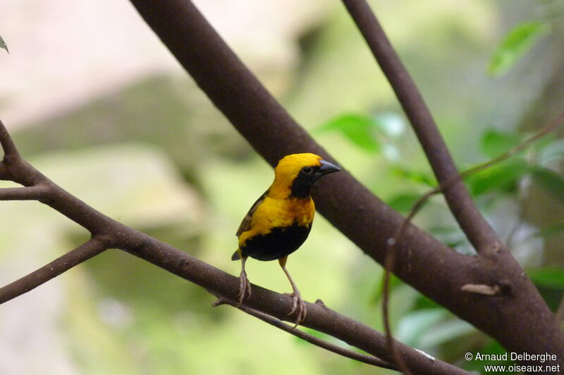 Yellow-crowned Bishop