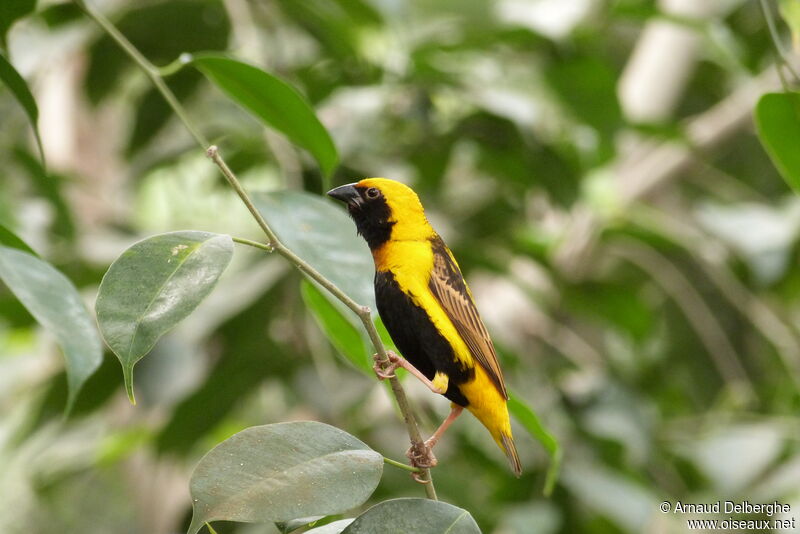 Yellow-crowned Bishop