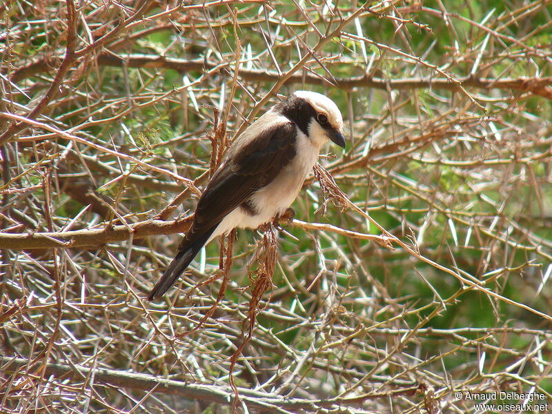 Northern White-crowned Shrike