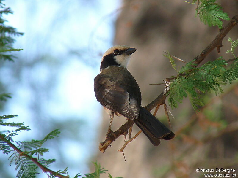 Northern White-crowned Shrike