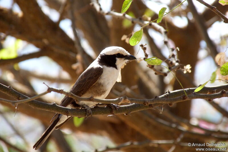 Northern White-crowned Shrike