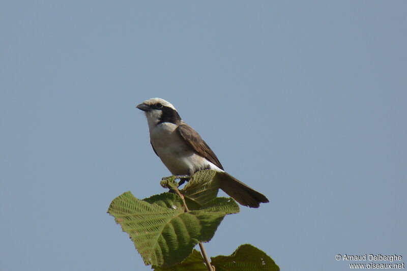 Northern White-crowned Shrike