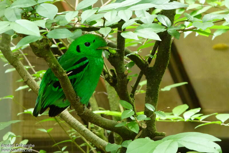 Green Broadbill