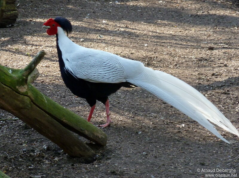 Silver Pheasant