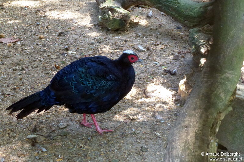 Edwards's Pheasant