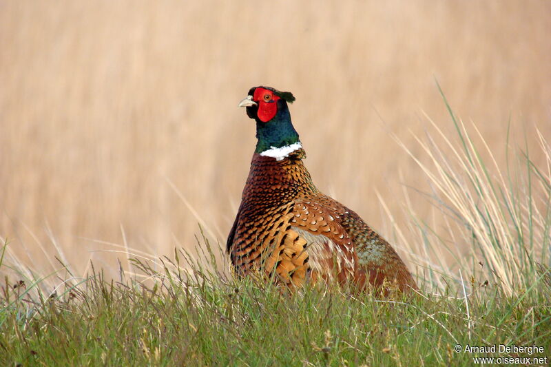 Common Pheasant