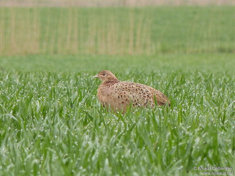 Common Pheasant female