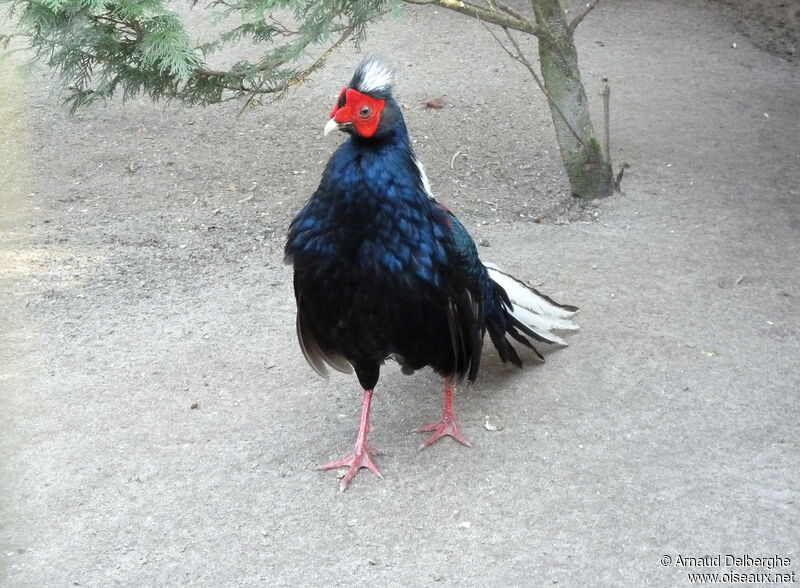 Swinhoe's Pheasant