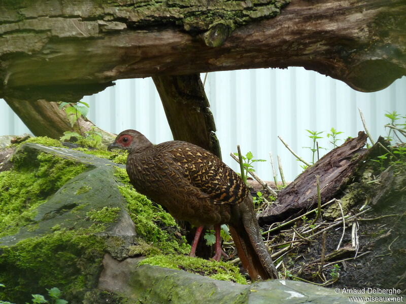 Swinhoe's Pheasant