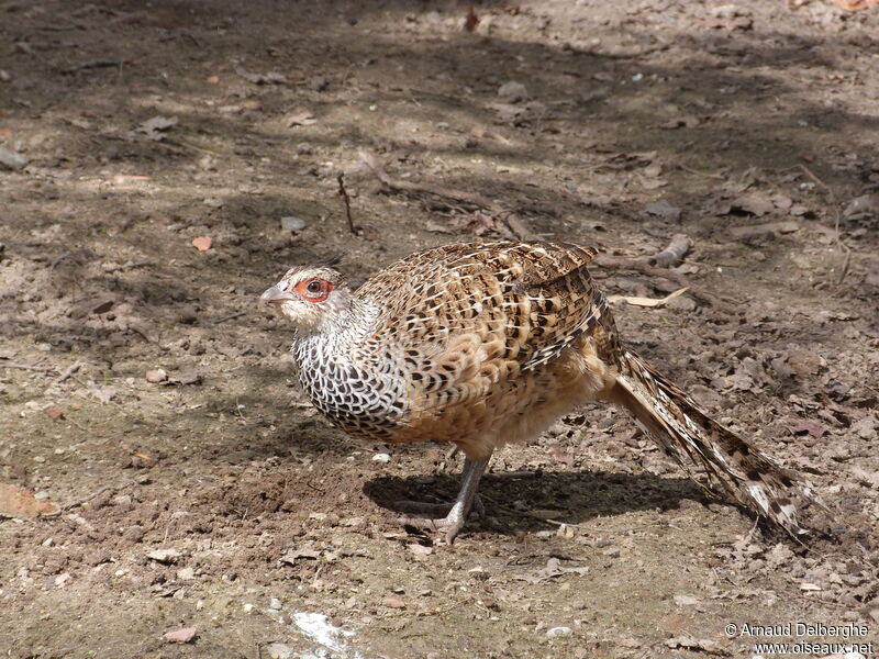 Cheer Pheasant