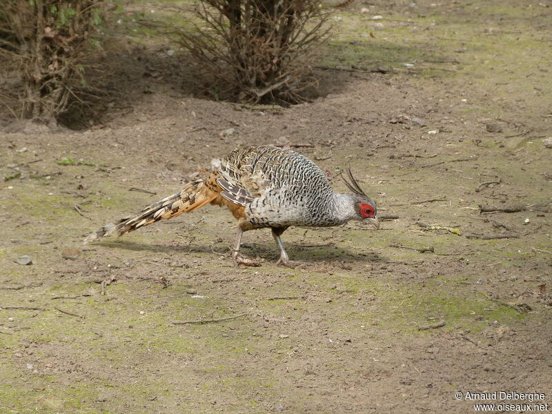 Cheer Pheasant