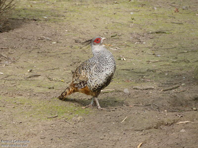 Cheer Pheasant