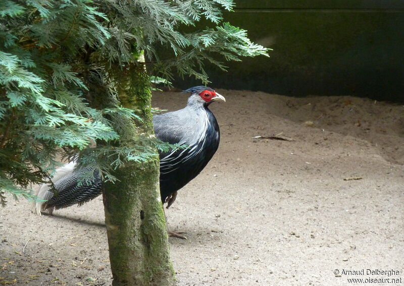 Kalij Pheasant