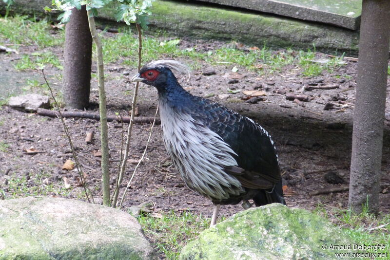 Kalij Pheasant