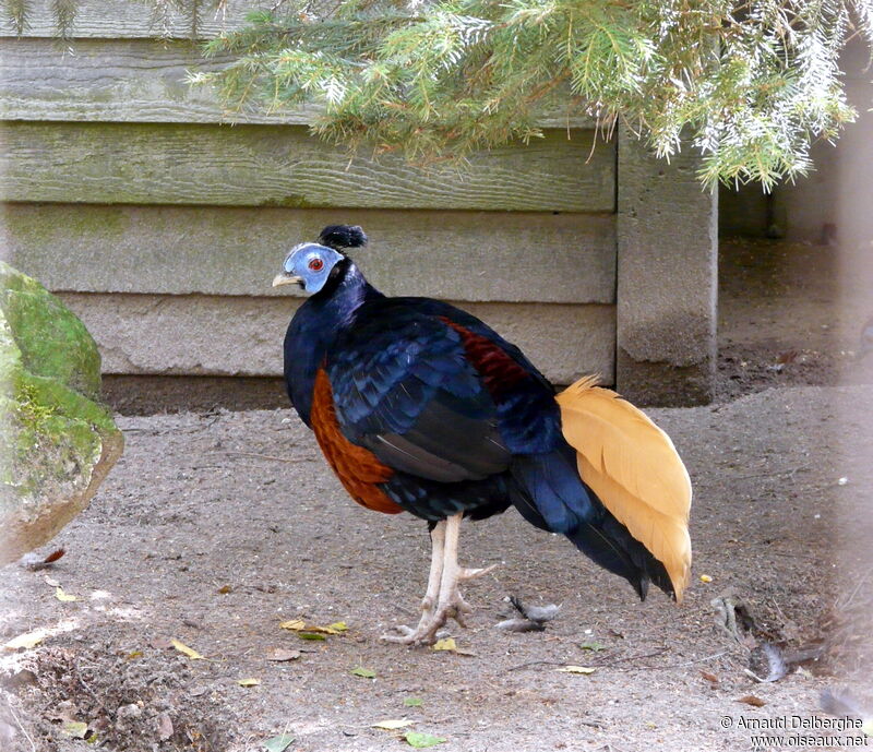 Bornean Crested Fireback male adult, identification