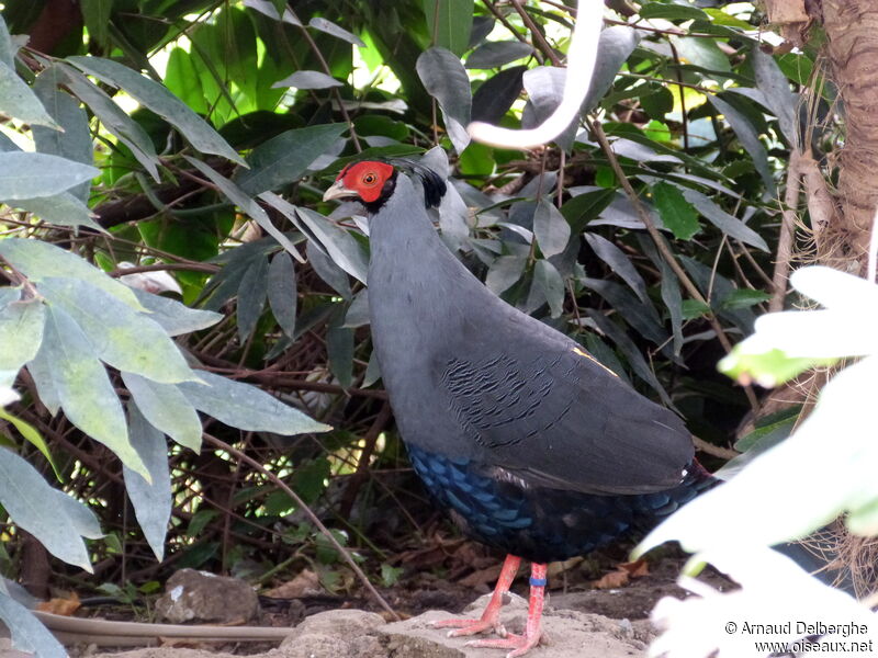 Siamese Fireback