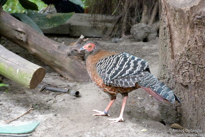 Siamese Fireback female